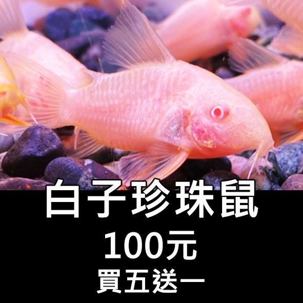 白子珍珠鼠