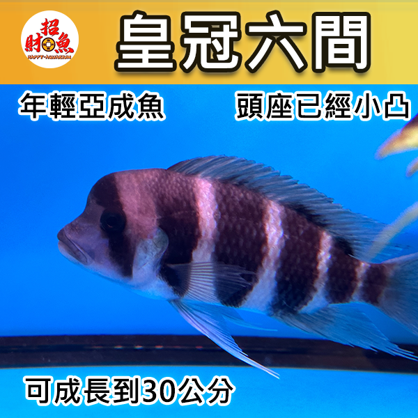 皇冠六間-公魚-中