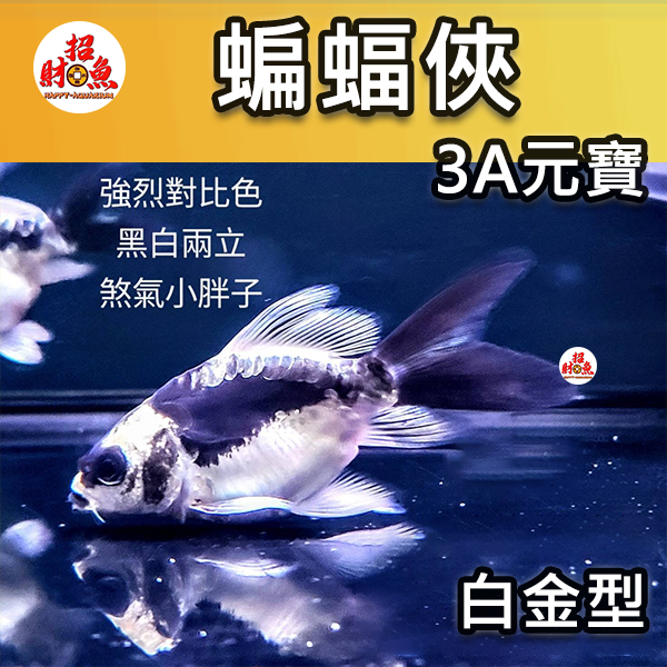3A元寶-黑金白型-1