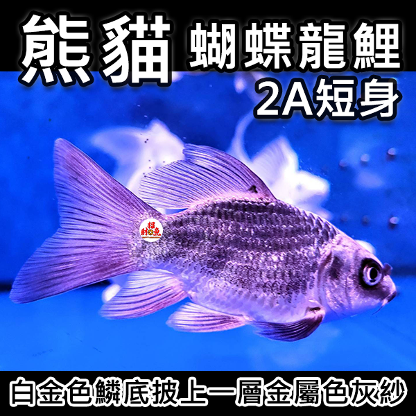 2A短身-1