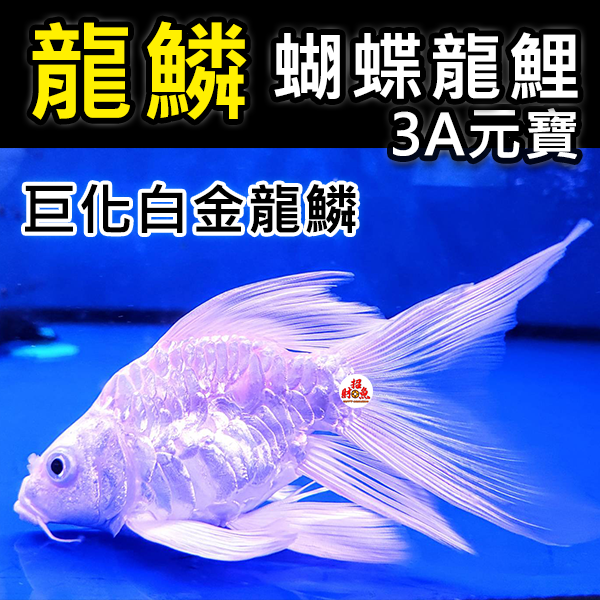 3A元寶-1