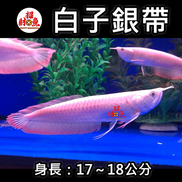 白子銀帶-17-18公分