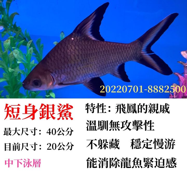 短身銀鯊