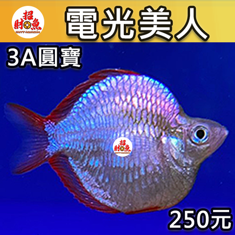 D02-小型魚-電光美人-3A圓寶-1