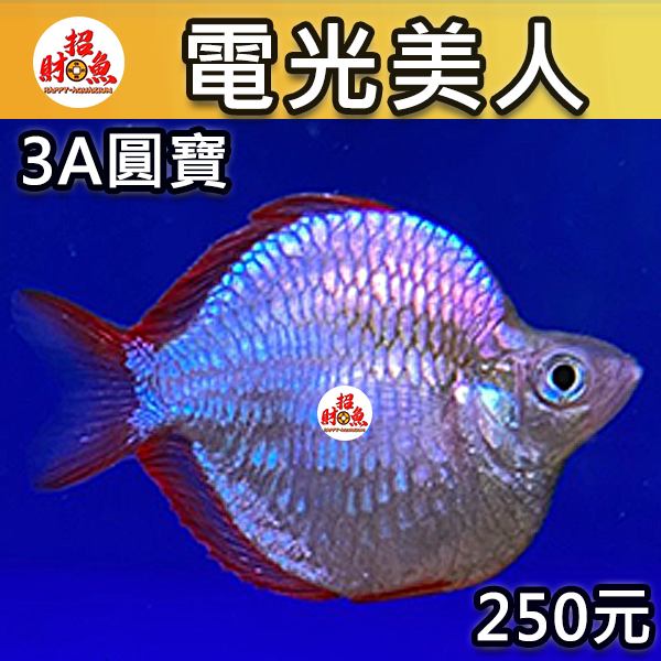 D02-小型魚-電光美人-3A圓寶-1