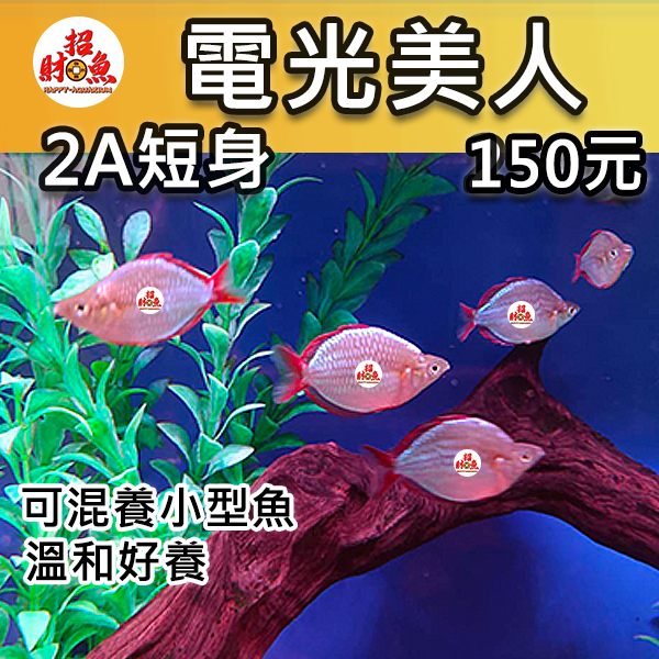 D02-小型魚-電光美人-2A短身-1