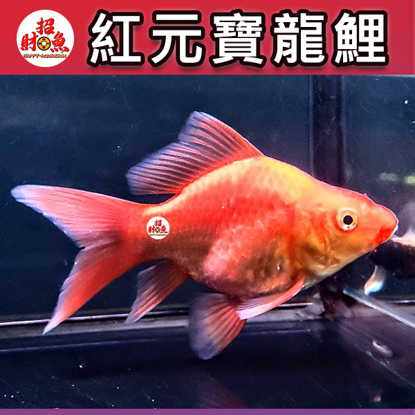 A06-龍鯉-紅元寶龍鯉-4