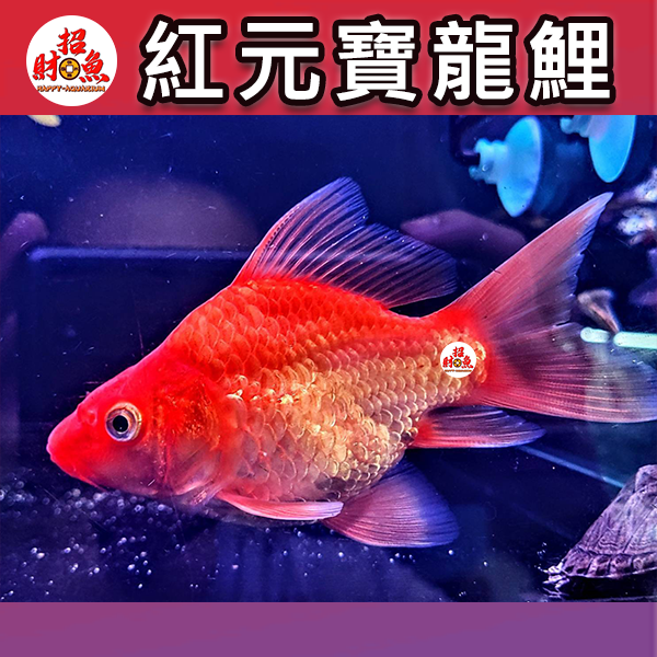 A06-龍鯉-紅元寶龍鯉-1