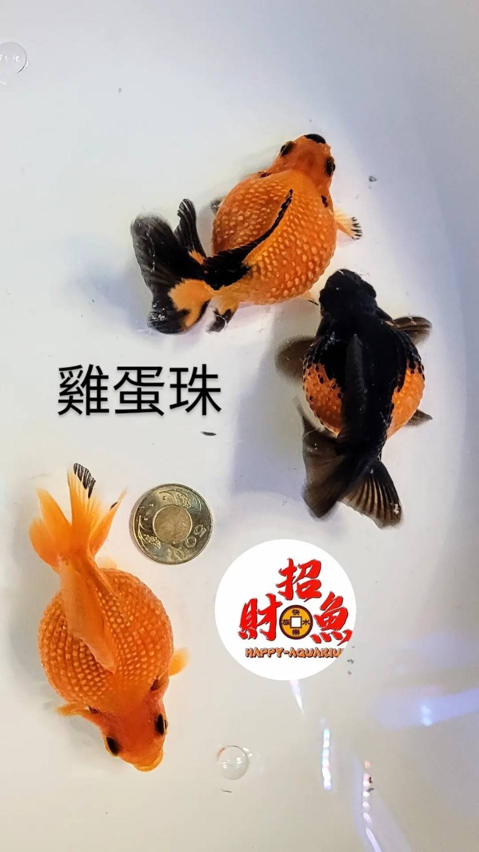 銀鱗朱文 当歳 頭緋4匹 8cm～9cm Papilio maraho Shiraki \u0026 Sonan, 1934 | 臺灣生命大百科