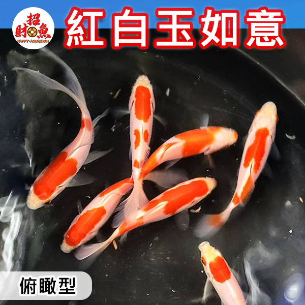C151-金魚-朱文金-紅白玉如意-俯瞰型-3