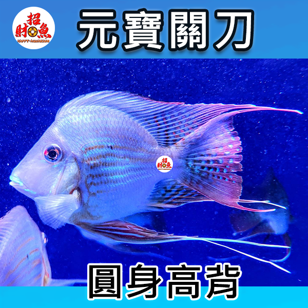 B56-龍魚缸友-關刀-元寶-1