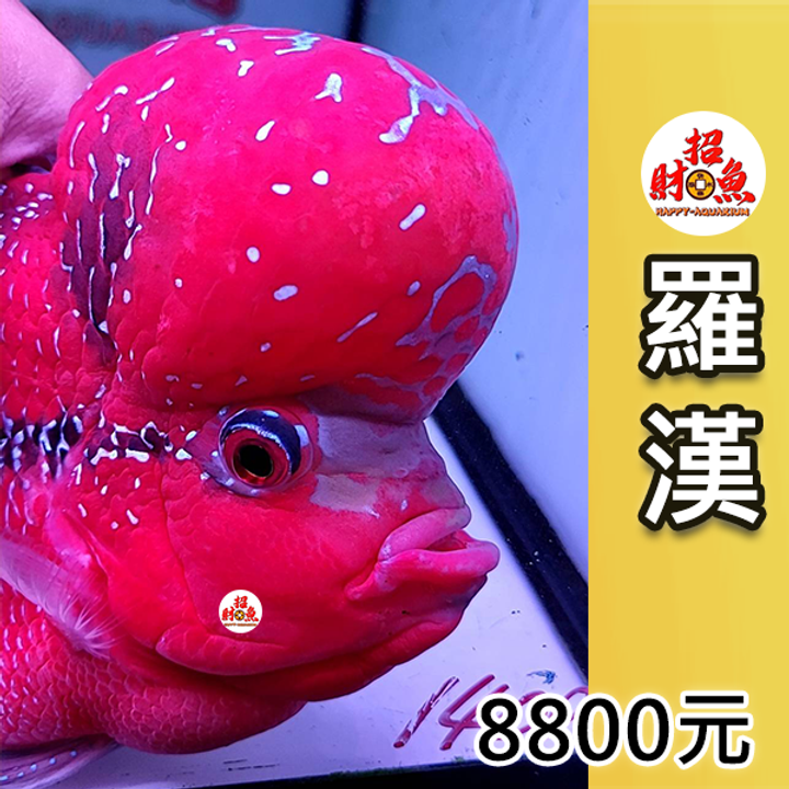 F-羅漢-8800-2