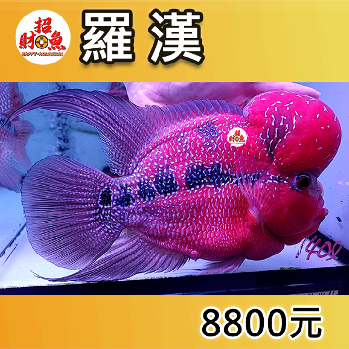 F-羅漢-8800-1