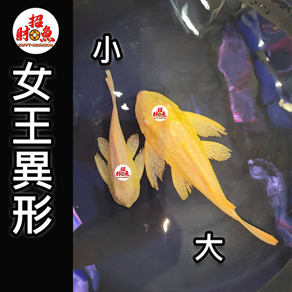 E10-鼠魚-女王異形-2