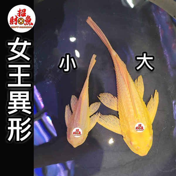 E10-鼠魚-女王異形-1