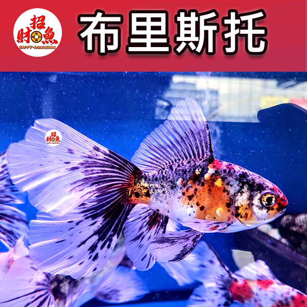 C152-金魚-朱文金-布里斯托-1