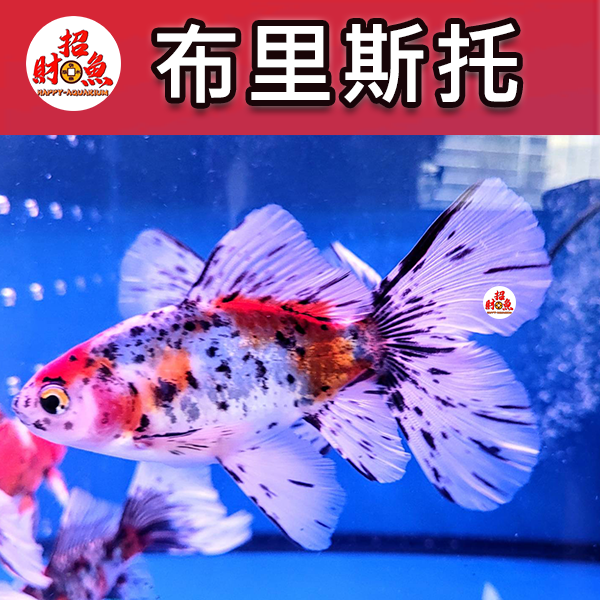 C152-金魚-朱文金-布里斯托-2