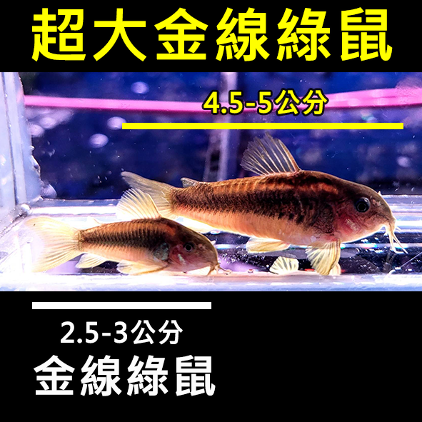 超大金線綠鼠