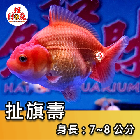 C53-金魚-蘭壽-扯旗壽-1