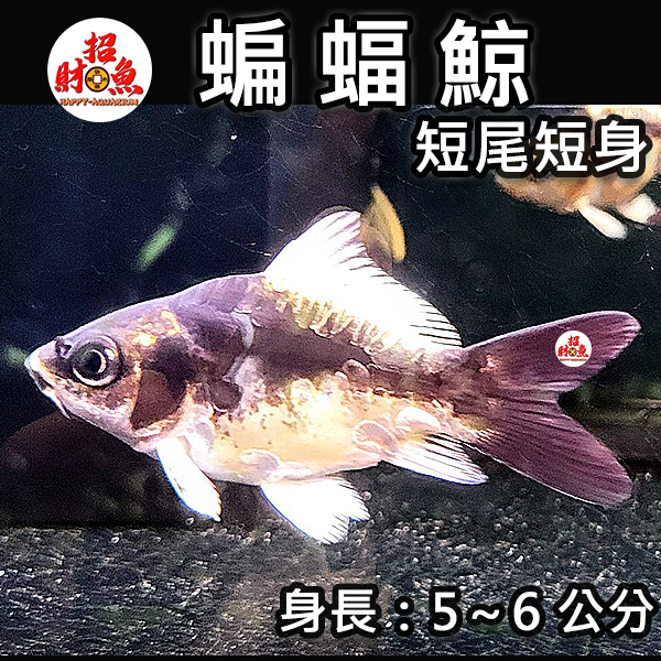 A09-龍鯉-蝙輻鯨-3