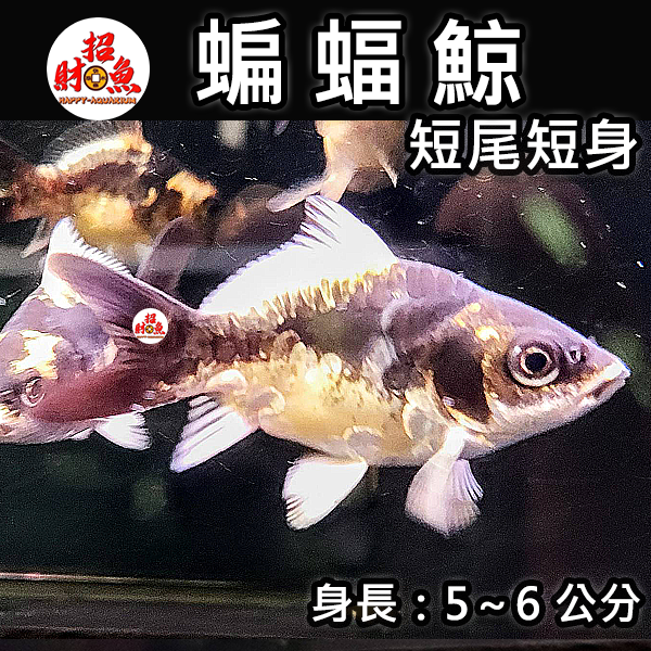 A09-龍鯉-蝙輻鯨-2