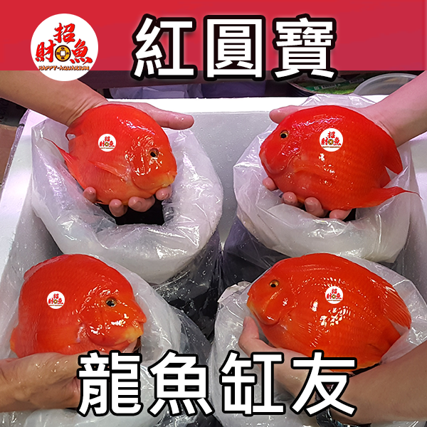 B55-龍魚缸友-財神紅圓寶-1