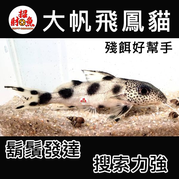 E10-鼠魚-大帆飛鳳貓-2