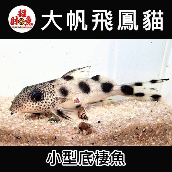 E10-鼠魚-大帆飛鳳貓-1