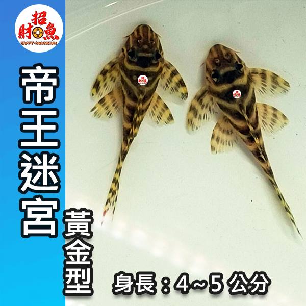 G03-異形-帝王迷宮-黃金型-3