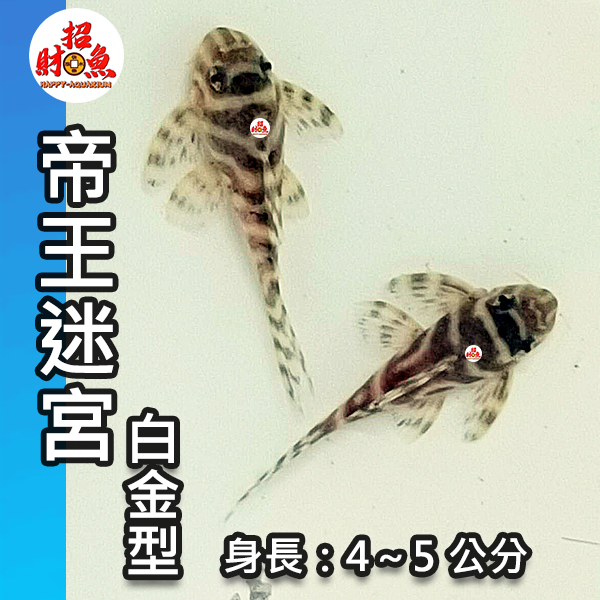 G03-異形-帝王迷宮-白金型-1