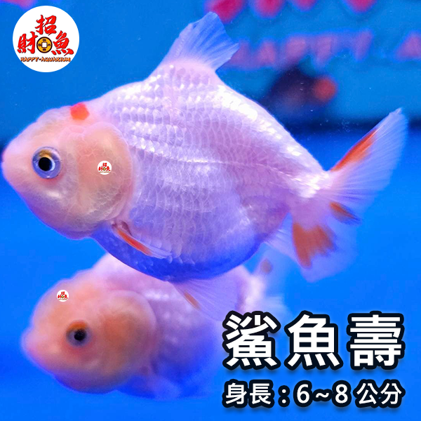 C52-金魚-蘭壽-鯊魚壽-2