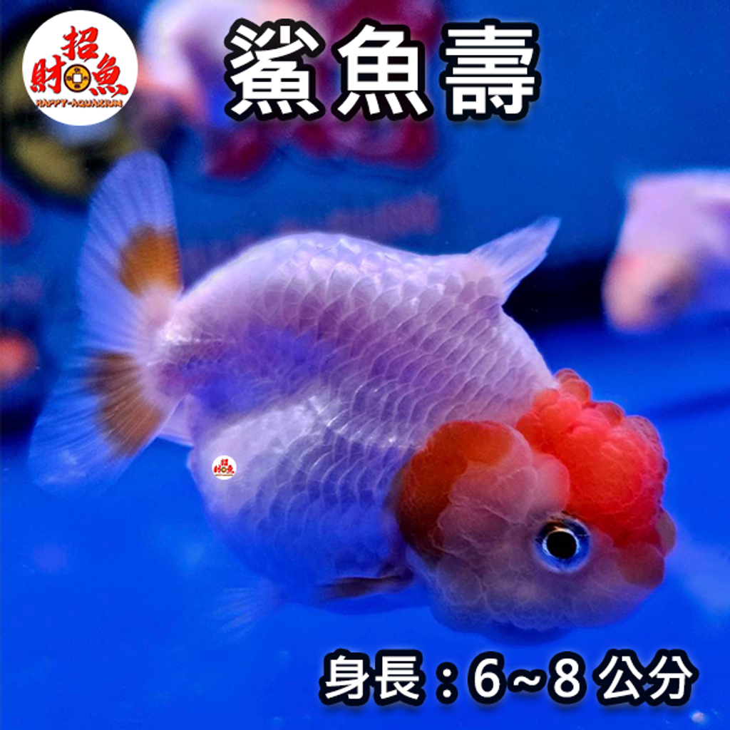C52-金魚-蘭壽-鯊魚壽-1