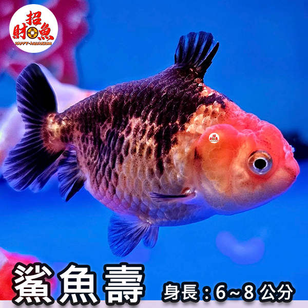 C52-金魚-蘭壽-鯊魚壽-11