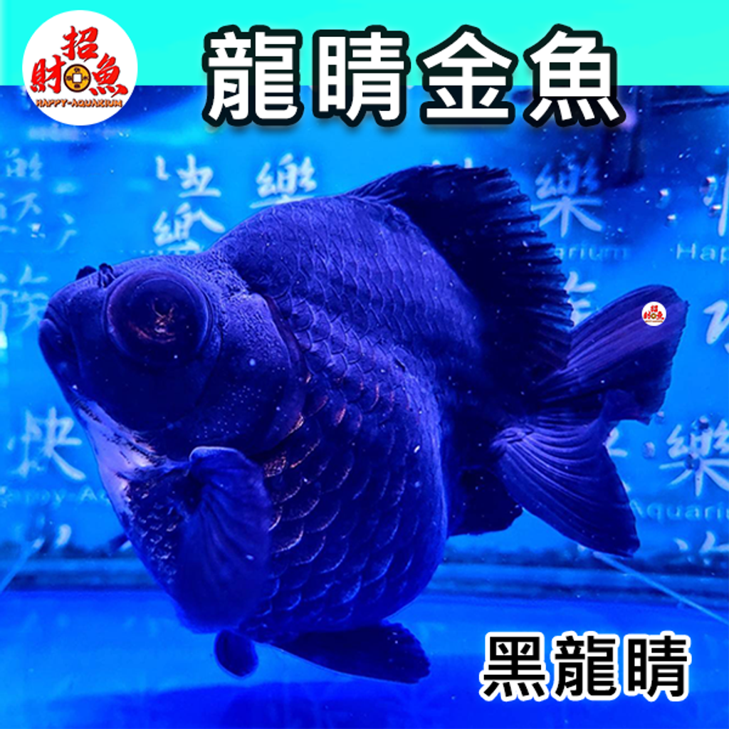 C102-金魚-龍睛金魚-黑龍睛-1