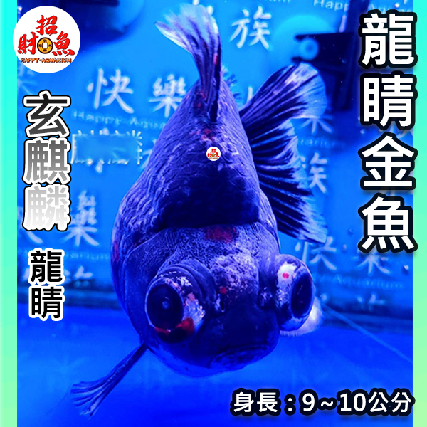 C102-金魚-龍睛金魚-麒麟龍睛-玄麒麟-3