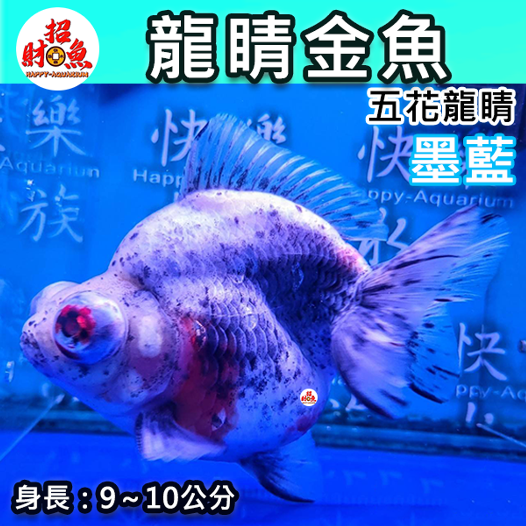 C102-金魚-龍睛金魚-五花龍睛-墨藍-2