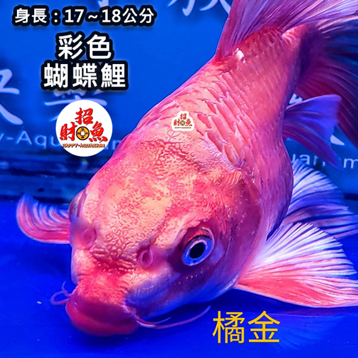 A10-龍鯉-彩色蝴蝶鯉-橘金-3