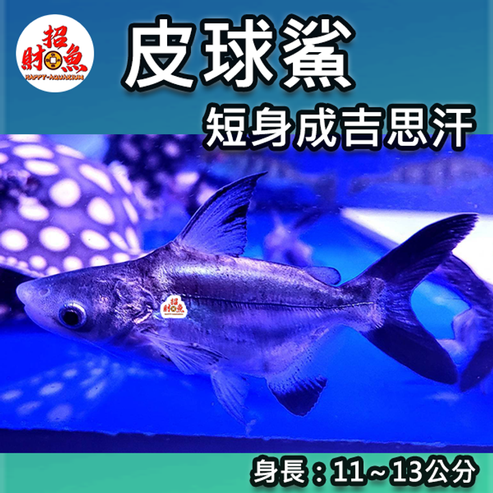B57-龍魚缸友-皮球鯊(短身成吉思汗)-2
