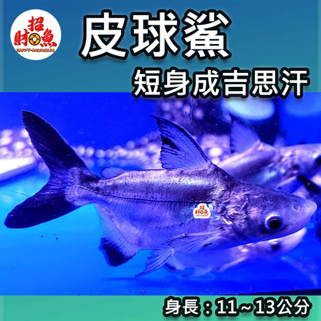 B57-龍魚缸友-皮球鯊(短身成吉思汗)-1