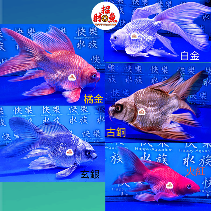 A10-龍鯉-彩色蝴蝶鯉
