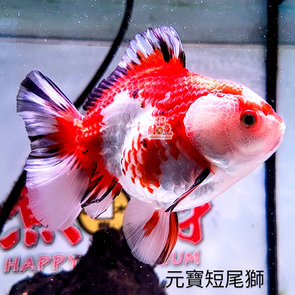 20230805-原價1500_特價888-1