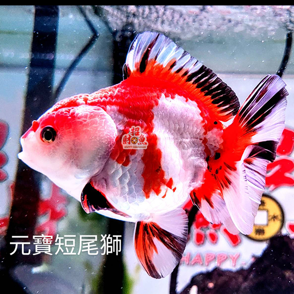 20230805-原價1500_特價888-2