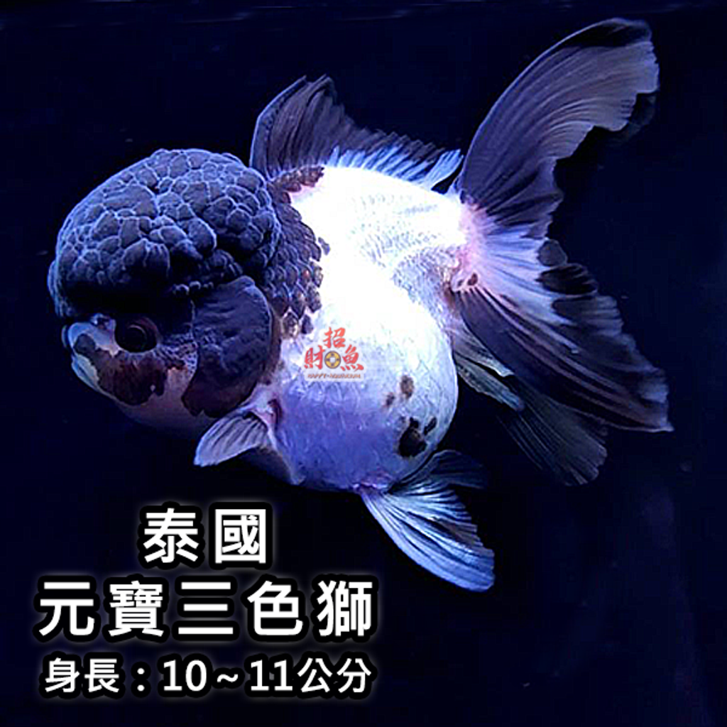 C12- 金魚-獅頭-泰國元寶三色獅 (8)
