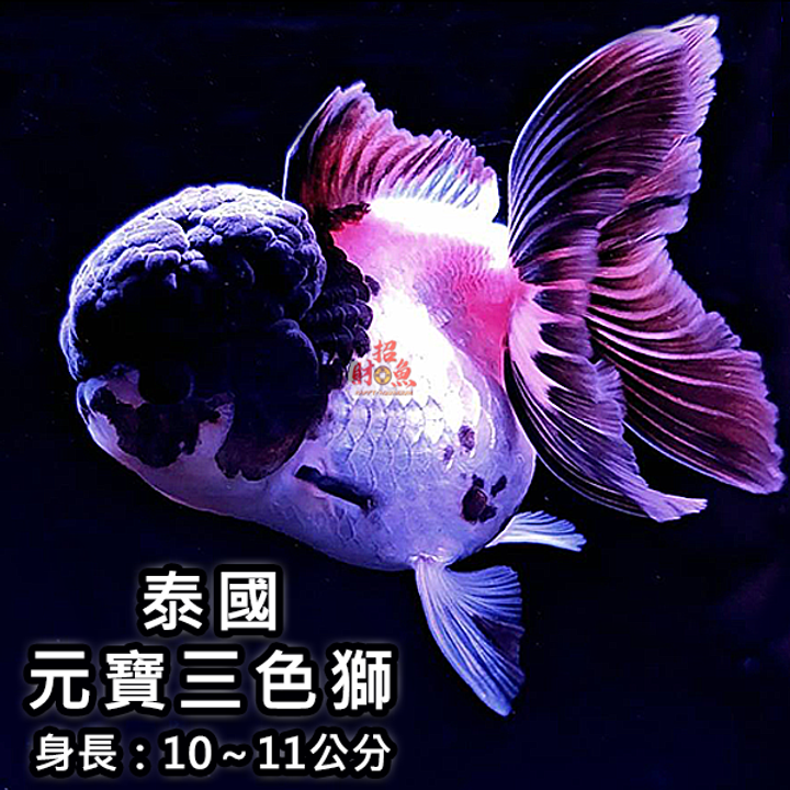 C12- 金魚-獅頭-泰國元寶三色獅 (1)