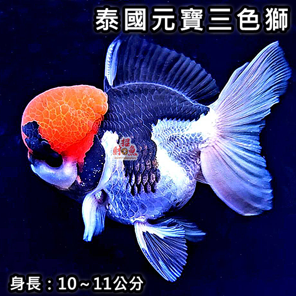 C12- 金魚-獅頭-泰國元寶三色獅 (6)