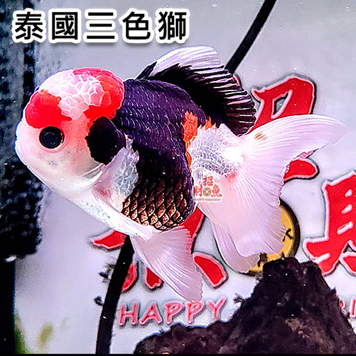 C09-金魚-獅頭-泰國三色獅-6