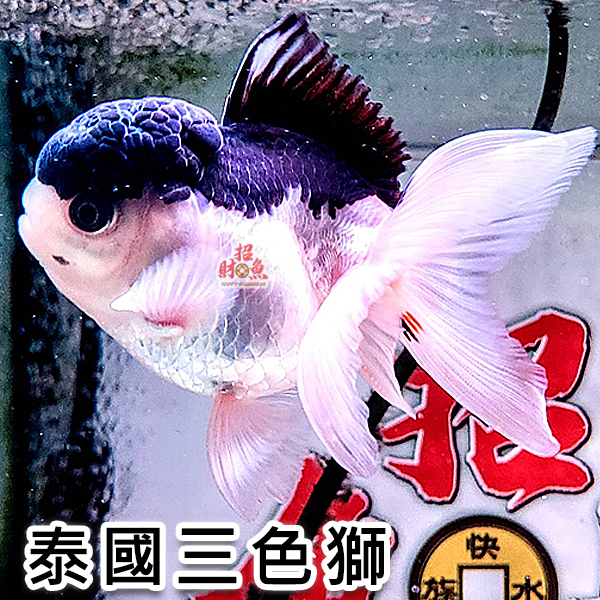 C09-金魚-獅頭-泰國三色獅-1