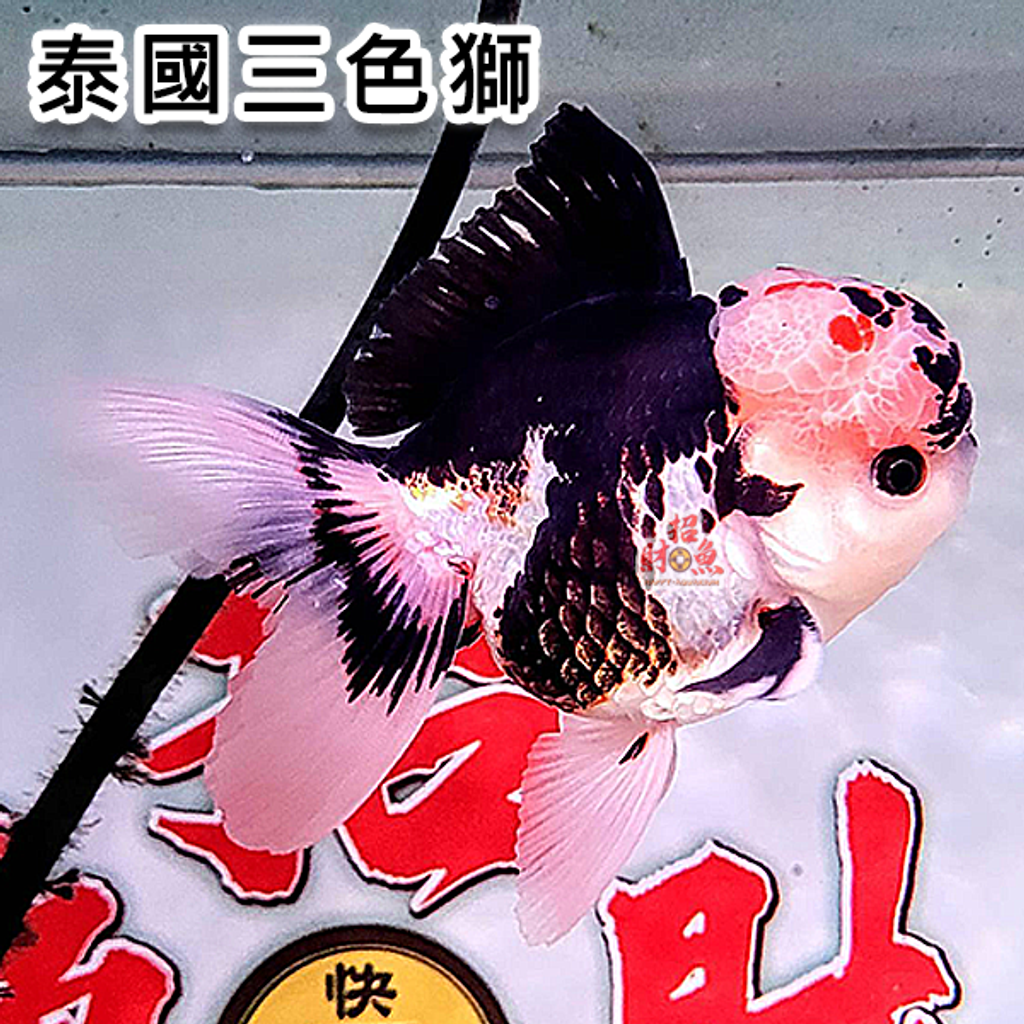 C09-金魚-獅頭-泰國三色獅-9