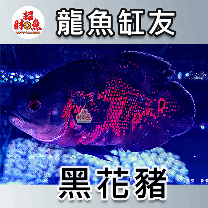 B62-龍魚缸友-黑花豬-1