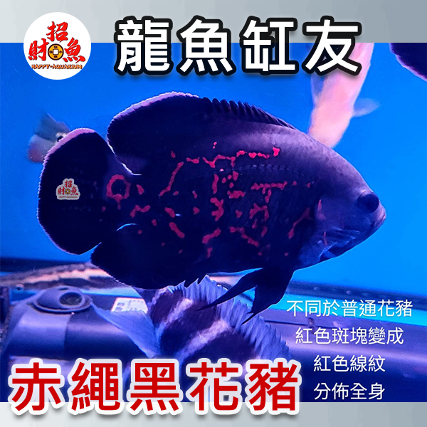 B63-龍魚缸友-赤繩黑花豬-2